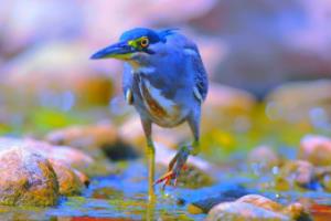 意大利击败马其顿，晋级欧预赛四强