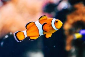 意大利击败马其顿，晋级欧预赛四强